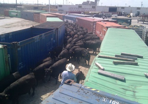 Livestock Export