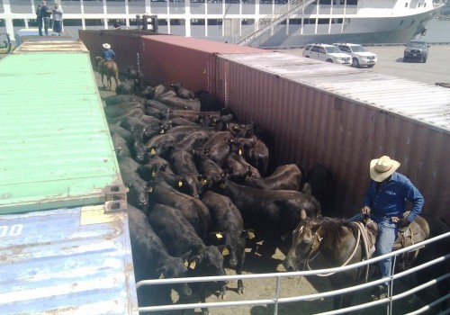 Livestock Export